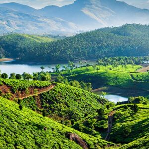 Kerala-Tea-Plantation-India